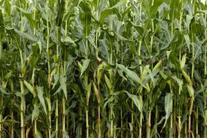 Melyra® con Revysol®:  soluciones sostenibles e innovadoras para el cultivo del maíz