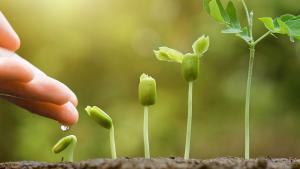 Mercado de bioestimulantes en América Latina se valorizaría en US$2.340 millones en 2030