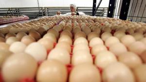 Mercado de producción de huevo en Perú factura alrededor de S/ 1.4 millones