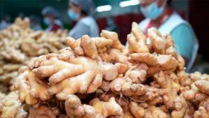 Mercado mundial de jengibre alcanzó los US$ 1,523 millones en 2024