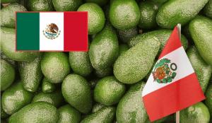 Mexicanos culpan a la palta peruana por caída en la exportación del aguacate a Estados Unidos