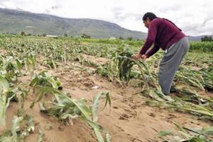 Midagri lanza Seguro Agropecuario Cofinanciado para apoyar a productores