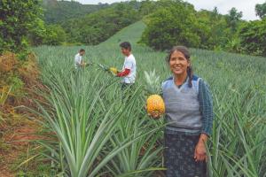 Midagri lanzó condecoración “Contribución a la Competitividad en la Agricultura Familiar”