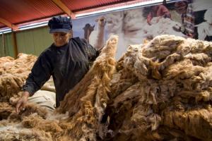 Midagri: Perú logra comercializar con Italia más de 11 mil libras de fibra de alpaca