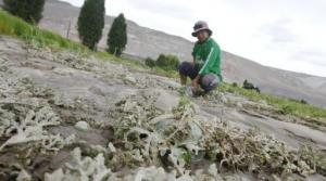 Minagri busca ampliar seguro agrícola catastrófico a nuevas regiones afectadas por alteraciones climáticas