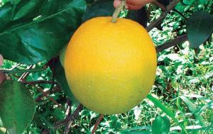 Minagri evaluará crear un programa nacional para evitar daños a cultivos de cítricos ante posible ingreso de HLB a nuestro país