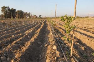 Minagri instalará sistema de riego que permitirá mejorar producción de 178 hectáreas en Ica