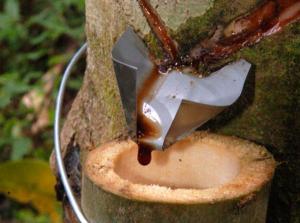 Minagri promueve producción de sangre de grado en Loreto