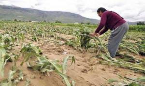 Minagri: se inicia implementación del Seguro Agrícola Catastrófico para campaña agrícola 2020-2021 en 24 departamentos del país