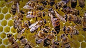 Minagri y Copeapi promueven protección de las abejas y otros polinizadores