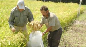 MINERAS ECUATORIANAS PONDRÍAN EN RIESGO PRODUCCIÓN DE ARROZ EN TUMBES 