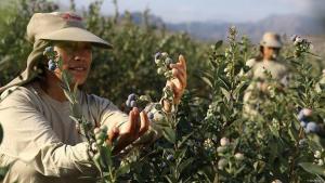 Monitoreo radicular inteligente: clave para elevar la producción de arándanos