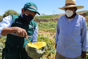 Moquegua: pequeños productores logran certificación para exportar 1223 toneladas de cucurbitáceas