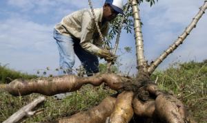 Multinacional de Estados Unidos impulsa la  compra de yuca en Colombia para procesos industriales