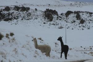 Nevadas afectan a 100 mil alpacas