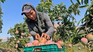 Niño Costero: cinco claves para proteger los derechos laborales del campo
