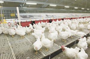 No solo plaguicidas, sino promotores de crecimiento para animales causan preocupación sobre la inocuidad de alimentos