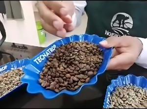 Norandino proyecta exportar 100.000 quintales de café este año