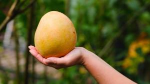 Normas técnicas para la algarroba, mango y panela buscan asegurar la calidad del producto