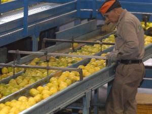 Novedad científica analiza frutas en las huinchas transportadoras