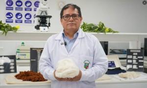 Nueva variedad de algodón mejorado busca impulsar la producción textil peruana