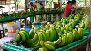 Nueva variedad de banano permite duplicar la producción