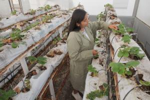 Ofrecen becas para maestrías en Tailandia a profesionales peruanos