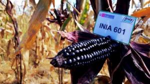Oportunidades y desafíos del maíz morado en Perú