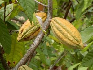 Origen peruano del cacao: investigación confirma que surgió en la Amazonía hace 5.000 años