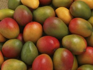 Pachamama Farms y arrendadores se disputan la producción de mango del Fundo Santa Bárbara