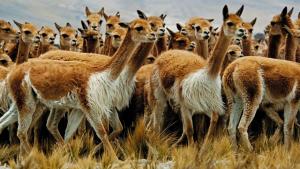 Países sudamericanos se reúnen en Cusco para trabajar por la vicuña
