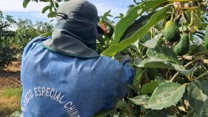 Paltas Hass producidas en Chinecas llegarán al mercado europeo