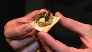Para la FAO, los insectos son el alimento del futuro