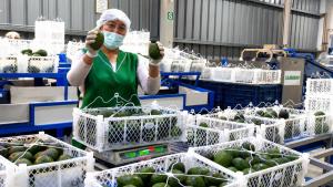 Pequeños productores de Tacna concretan primera exportación de 21.55 toneladas de palta Hass a Chile