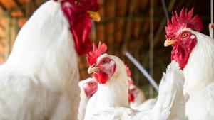 Percepciones sobre los veterinarios y su rol en la salud animal