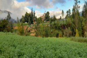 Persistentes lluvias en región andina no afectarán etapas de desarrollo de cultivos