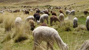 Perú alberga al 87% de la población mundial de alpacas