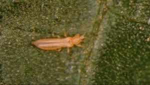 Perú: declaran la plaga Frankliniella australis bajo control oficial a nivel nacional