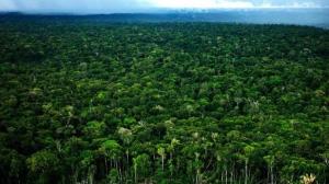 Perú define prioridades de gobernanza forestal y reducción de tala y comercio ilegal de madera