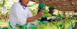 Perú en camino de convertirse en primer proveedor de banano orgánico de EE.UU.
