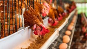 Perú es el quinto país con mayor población de gallinas ponedoras en América Latina