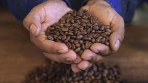Perú es reconocido como primer productor mundial de café orgánico