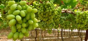 Perú exportaría 72.8 millones de cajas de uvas de mesa en la campaña 2023/2024, lo que significaría un incremento de 2%