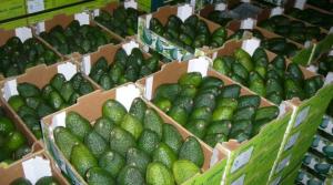 PERÚ EXPORTARÍA CERCA DE 160 MIL TONELADAS DE PALTA ESTE AÑO