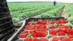 Perú exportó 1.817 toneladas de fresas en febrero del 2024, mostrando una contracción de -54%