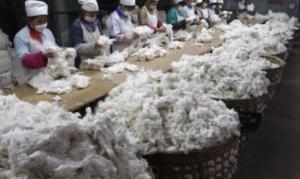 PERÚ EXPORTÓ 15 MIL QUINTALES DE ALGODÓN PIMA A JAPÓN