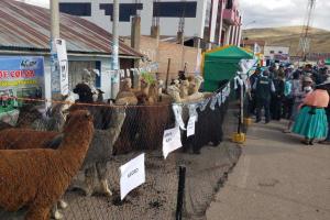 Perú exportó 30 toneladas de fibra de alpaca en lo que va del año