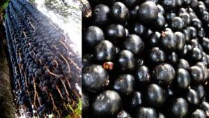 Perú exportó 313.1 toneladas de açaí en 2024