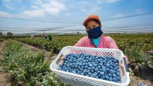 Perú exportó 320.000 toneladas de arándanos en la campaña 2024/2025