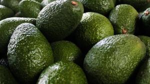 Perú exporto 375 mil toneladas de palta Hass hasta el cierre de la semana 25